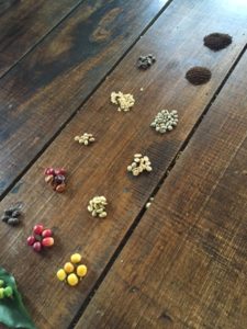 Coffee Beans- In each step of the process- From start to finish